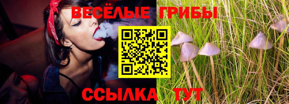 Псилоцибиновые грибы Psilocybe Белгород